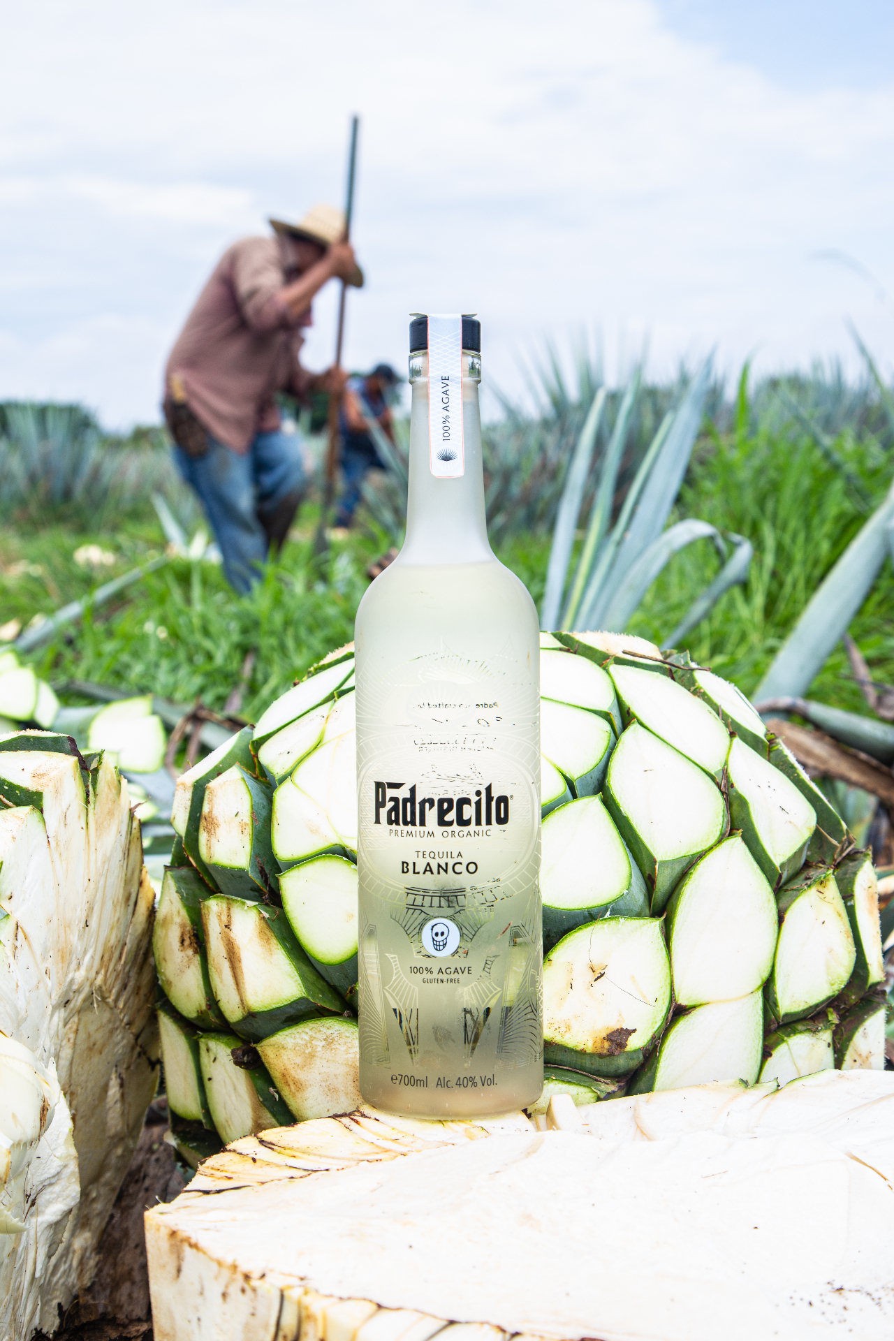 Padrecito Blanco bottle in the agave field
