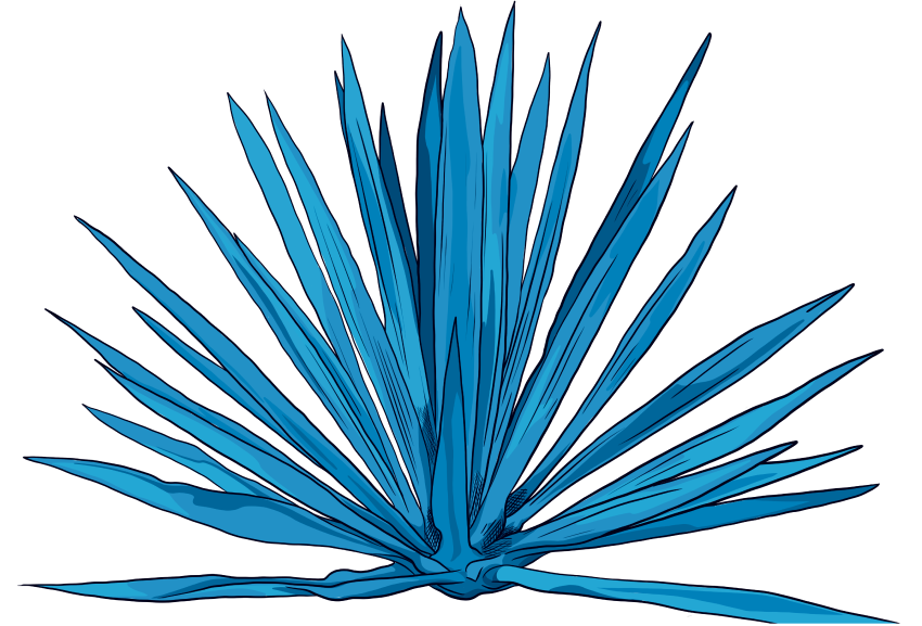 agave